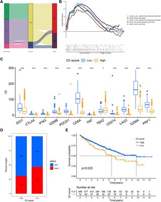 Identification of Immune-Related Subtypes and Characterization of Tumor Microenvironment Infiltration in Kidney Renal Clear Cell Carcinoma
